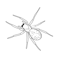 Lace Webbed Spider Free Coloring Page for Kids