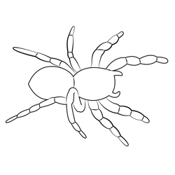 Male Spider Free Coloring Page for Kids