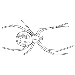 Palm Spider Free Coloring Page for Kids