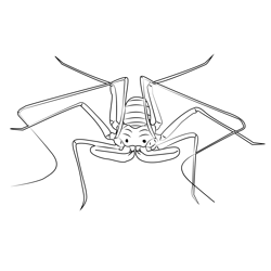 Scorpion Spider Free Coloring Page for Kids