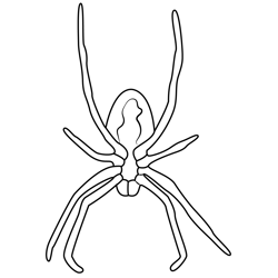 Spider With Web Free Coloring Page for Kids