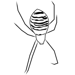 Wasp Spider Free Coloring Page for Kids