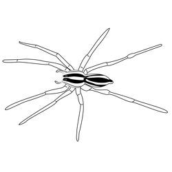 Wolf Spiders Free Coloring Page for Kids