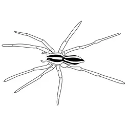 Wolf Spiders Free Coloring Page for Kids