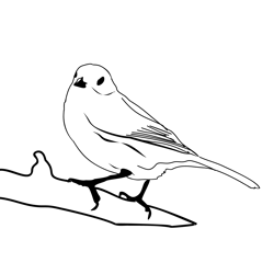 Dunnock 1 Free Coloring Page for Kids