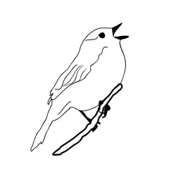 Dunnock 2 Free Coloring Page for Kids