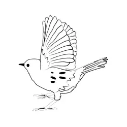 Dunnock 3 Free Coloring Page for Kids