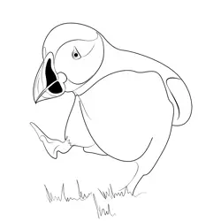 A Puffin Bird Walks Very Worried Free Coloring Page for Kids