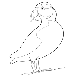 Atlantic Puffin Bird Watching Free Coloring Page for Kids