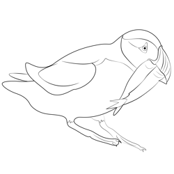 Atlantic Puffin Birds Cool Free Coloring Page for Kids