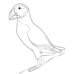 Atlantic Puffin Straight Up Free Coloring Page for Kids