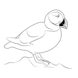 Atlantic Puffin Free Coloring Page for Kids