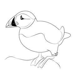 Cute Atlantic Puffin Free Coloring Page for Kids