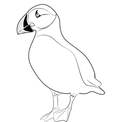 Cute Puffin Bird Picture Free Coloring Page for Kids
