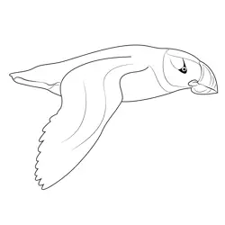 Horned Puffin In Flight Free Coloring Page for Kids