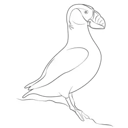 Puffin 5 Free Coloring Page for Kids