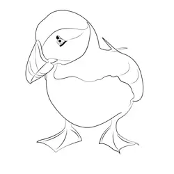 Puffin Bird 1 Free Coloring Page for Kids