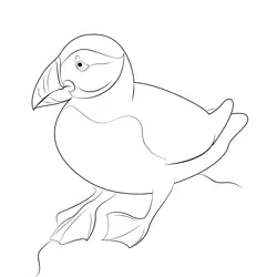 Puffin Free Coloring Page for Kids