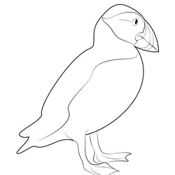 Puffin Standing Free Coloring Page for Kids