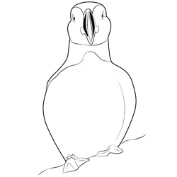 Rest Puffin Bird Free Coloring Page for Kids