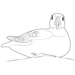 Setting Puffin Bird Free Coloring Page for Kids