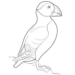 Stand Puffin Bird Free Coloring Page for Kids