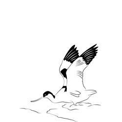 Avocet 1 Free Coloring Page for Kids