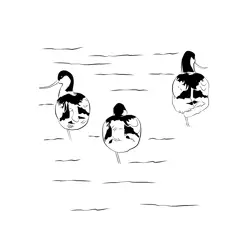 Avocet 11 Free Coloring Page for Kids