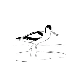 Avocet 12 Free Coloring Page for Kids