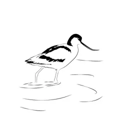 Avocet 13 Free Coloring Page for Kids
