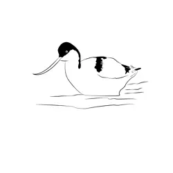 Avocet 14 Free Coloring Page for Kids