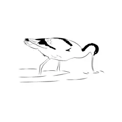 Avocet 15 Free Coloring Page for Kids