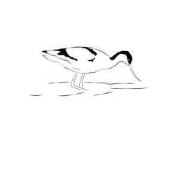 Avocet 17 Free Coloring Page for Kids