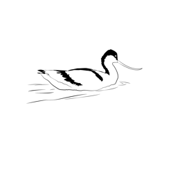 Avocet 18 Free Coloring Page for Kids