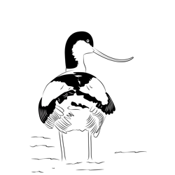 Avocet 2 Free Coloring Page for Kids