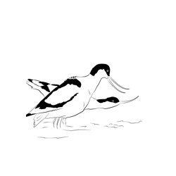 Avocet 20 Free Coloring Page for Kids