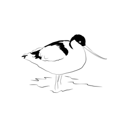 Avocet 21 Free Coloring Page for Kids