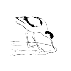 Avocet 4 Free Coloring Page for Kids