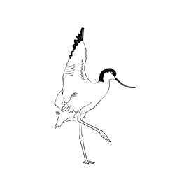 Avocet 5 Free Coloring Page for Kids