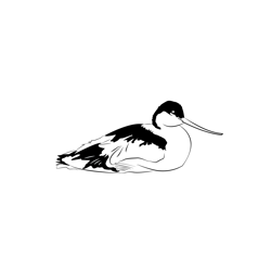 Avocet 6 Free Coloring Page for Kids