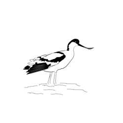 Avocet 7 Free Coloring Page for Kids