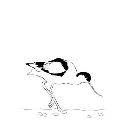 Avocet 8 Free Coloring Page for Kids
