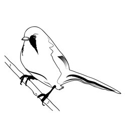 Bearded Tit 1 Free Coloring Page for Kids