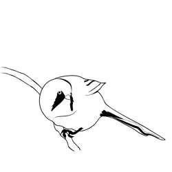 Bearded Tit 3 Free Coloring Page for Kids