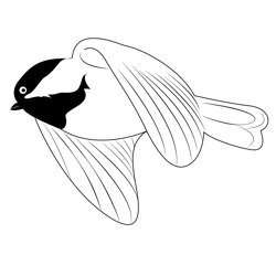 Black Capped Chickadee Fly Free Coloring Page for Kids