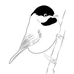Black Capped Chickadee In Tree Free Coloring Page for Kids