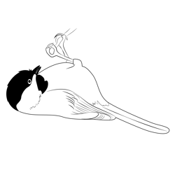 Black Capped Chickadee Free Coloring Page for Kids