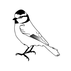 Blue Tit 1 Free Coloring Page for Kids