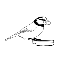 Blue Tit 4 Free Coloring Page for Kids