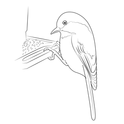 Chestnut Backed Chickadee Free Coloring Page for Kids